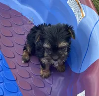 Little King, a male Yorkshire Terrier for sale in Wesson, MS – 1 of 6