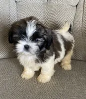 John, a male Shih Tzu for sale in Wesson, MS – 2 of 3