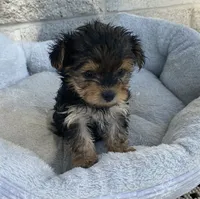 Jenna , a female Yorkshire Terrier for sale in Wesson, MS – 3 of 3