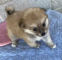 Gail, a female Pomeranian for sale in Wesson, MS – 2 of 5