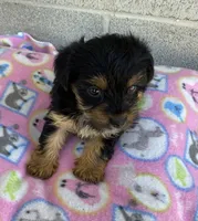 Mary, a female Yorkshire Terrier for sale in Wesson, MS – 5 of 5