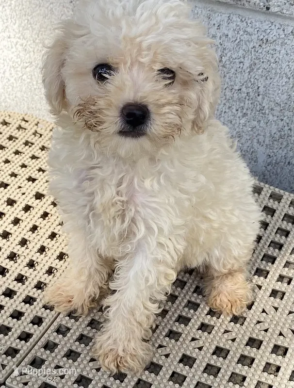 Josh, a male Maltipoo for sale in Wesson, MS – 1 of 5
