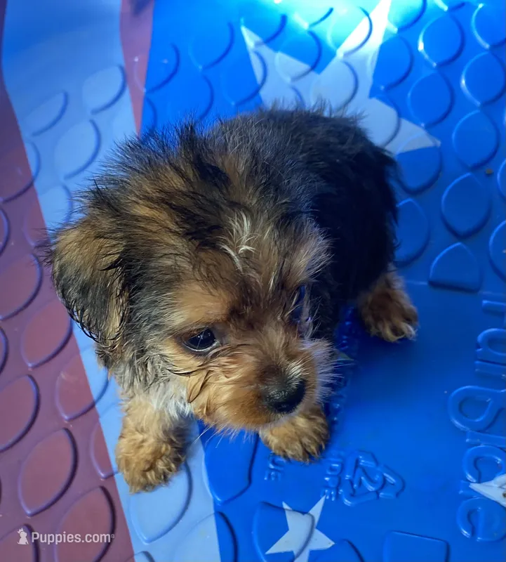Eli – Yorkshire Terrier puppy for sale in Wesson, MS