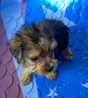 Eli, a male Yorkshire Terrier for sale in Wesson, MS – 1 of 4