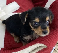 Ben, a male Yorkshire Terrier for sale in Wesson, MS – 2 of 4