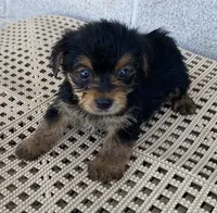 Andy, a male Yorkshire Terrier for sale in Wesson, MS – 2 of 3