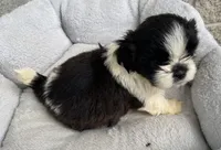 Jimmy , a male Shih Tzu for sale in Wesson, MS – 2 of 3