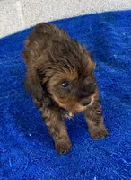 Bill, a male Maltipoo for sale in Wesson, MS – 4 of 6