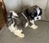 John, a male Shih Tzu for sale in Wesson, MS – 3 of 3