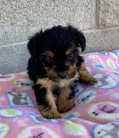 Mary, a female Yorkshire Terrier for sale in Wesson, MS – 2 of 5