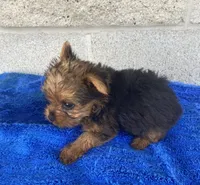 Little joe, a male Yorkshire Terrier for sale in Wesson, MS – 3 of 3