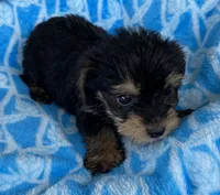 Lucas, a male Yorkshire Terrier for sale in Wesson, MS – 4 of 6