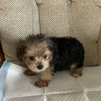 Little Joe , a male Yorkshire Terrier for sale in Wesson, MS – 2 of 3