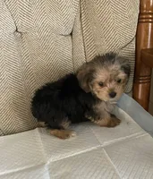 Little Joe , a male Yorkshire Terrier for sale in Wesson, MS – 3 of 3