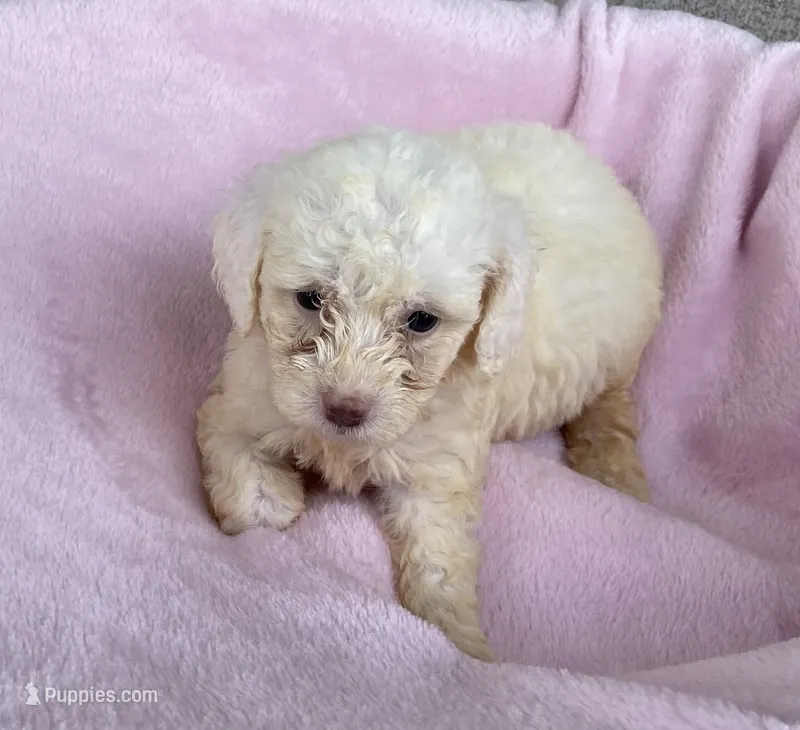 Sandy – Maltipoo puppy for sale in Wesson, MS