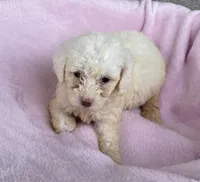 Sandy, a female Maltipoo for sale in Wesson, MS – 1 of 3