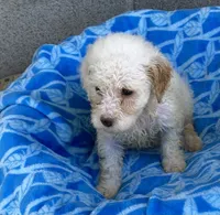 Rex, a male Maltipoo for sale in Wesson, MS – 2 of 3
