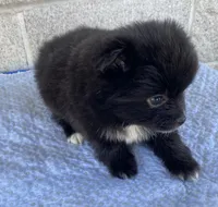 Jerry , a male Pomeranian for sale in Wesson, MS – 2 of 3