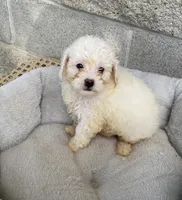 Ethan , a male Maltipoo for sale in Wesson, MS – 4 of 4