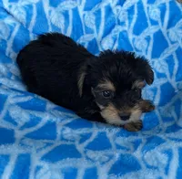 Lucas, a male Yorkshire Terrier for sale in Wesson, MS – 3 of 6