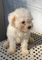 Josh, a male Maltipoo for sale in Wesson, MS – 4 of 5
