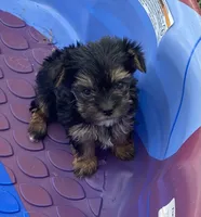 Little King, a male Yorkshire Terrier for sale in Wesson, MS – 4 of 6