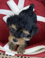 Bo, a male Yorkshire Terrier for sale in Wesson, MS – 4 of 5