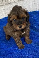 Bill, a male Maltipoo for sale in Wesson, MS – 3 of 6