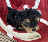 Bo, a male Yorkshire Terrier for sale in Wesson, MS – 5 of 5