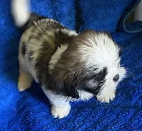 Chad, a male Shih Tzu for sale in Wesson, MS – 1 of 2