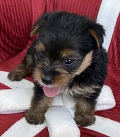 Bella, a female Yorkshire Terrier for sale in Wesson, MS – 2 of 4