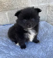 Jerry , a male Pomeranian for sale in Wesson, MS – 3 of 3