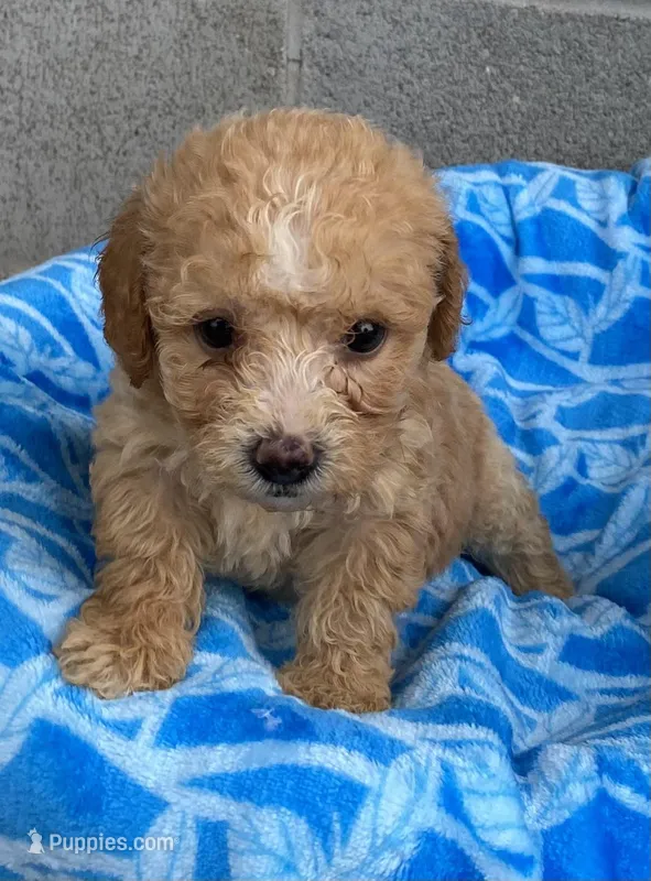 Sam, a male Poodle - Toy  for sale in Wesson, MS – 1 of 2