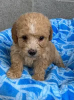 Sam, a male Poodle - Toy  for sale in Wesson, MS – 1 of 2