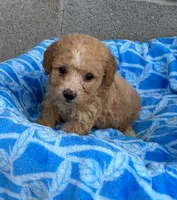 Sam, a male Poodle - Toy  for sale in Wesson, MS – 2 of 2