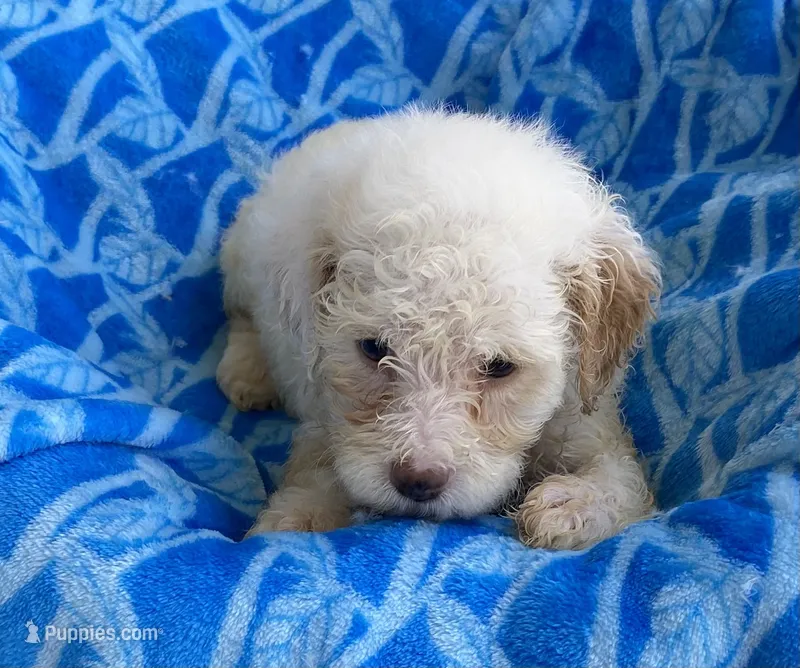 Rex – Maltipoo puppy for sale in Wesson, MS