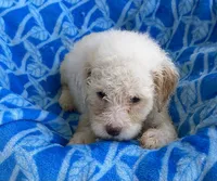 Rex, a male Maltipoo for sale in Wesson, MS – 1 of 3
