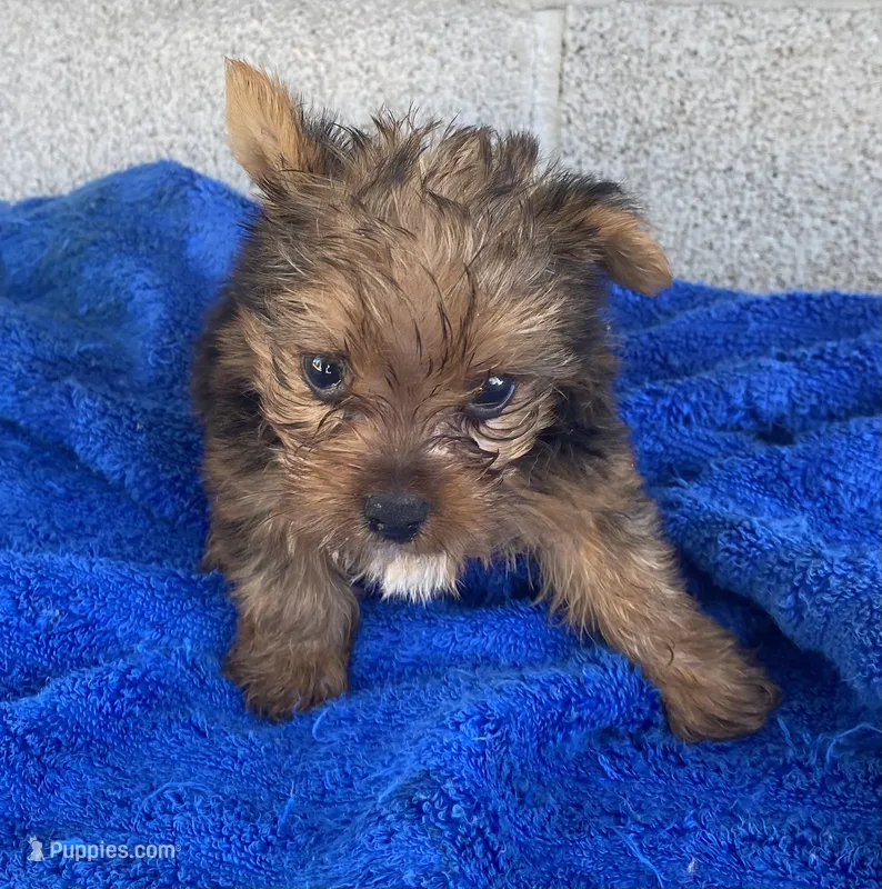 Little joe – Yorkshire Terrier puppy for sale in Wesson, MS
