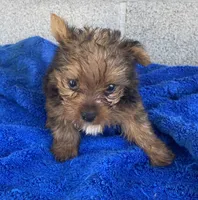 Little joe, a male Yorkshire Terrier for sale in Wesson, MS – 1 of 3