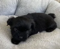 Bo, a male Shihpoo for sale in Wesson, MS – Photo 2 of 5