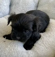 Bo, a male Shihpoo for sale in Wesson, MS – Photo 3 of 5