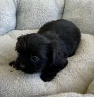 Bo, a male Shihpoo for sale in Wesson, MS – Photo 4 of 5