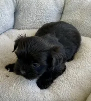 Bo, a male Shihpoo for sale in Wesson, MS – Photo 5 of 5