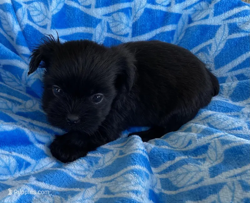 Bo – Shihpoo puppy for sale in Wesson, MS