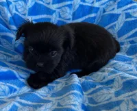Bo, a male Shihpoo for sale in Wesson, MS – Photo 1 of 5