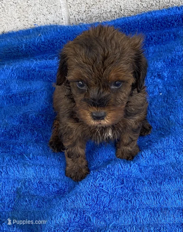 Bill – Maltipoo puppy for sale in Wesson, MS