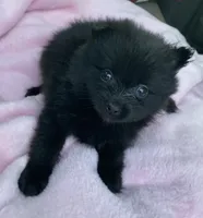 Bella, a female Pomeranian for sale in Wesson, MS – 2 of 6