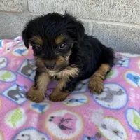 Mary, a female Yorkshire Terrier for sale in Wesson, MS – 3 of 5