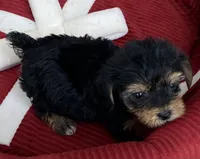 Bo, a male Yorkshire Terrier for sale in Wesson, MS – 2 of 5