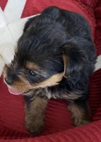 Bella, a female Yorkshire Terrier for sale in Wesson, MS – 4 of 4